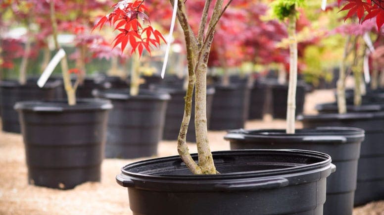 young, potted, japanese maple tree