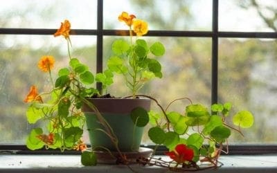 7 houseplants you can eat | TreeHugger