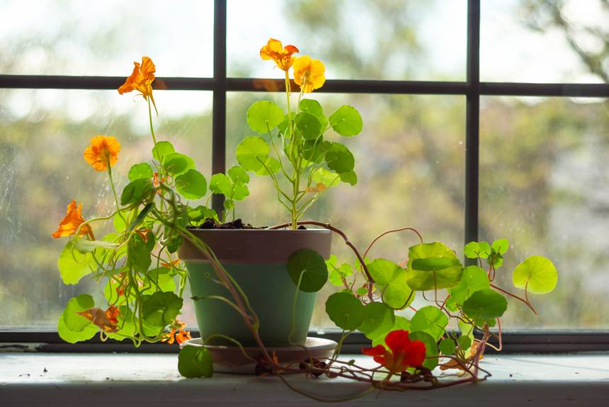 nasturtium plant on a window sill