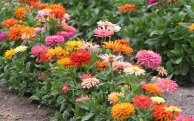 Beginner Garden for Shade | Better Homes & Gardens