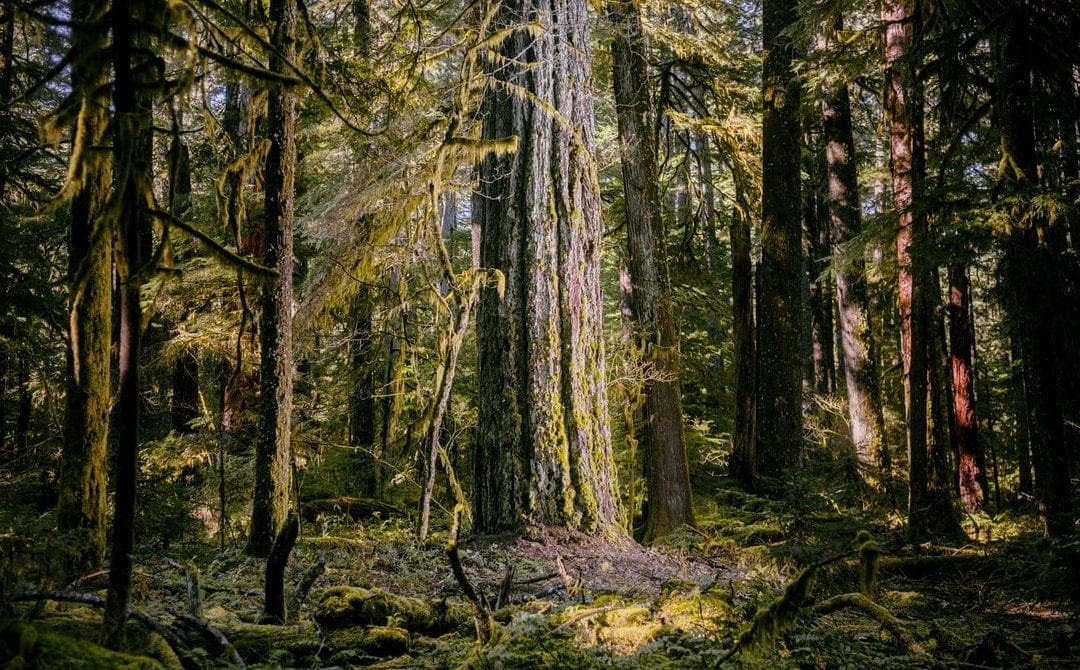 Why Old-Growth Trees Are Crucial to Fighting Climate Change | WIRED