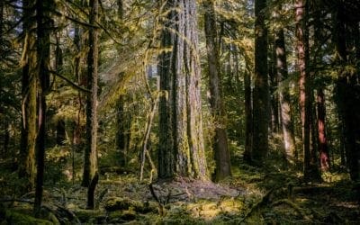 Why Old-Growth Trees Are Crucial to Fighting Climate Change | WIRED