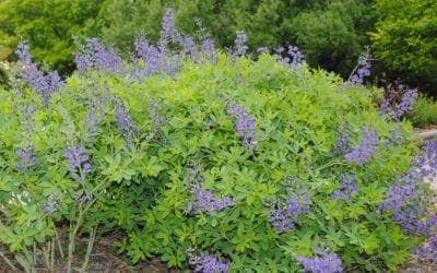 Tips for Using Self-seeding Plants in the Garden | Horticulture