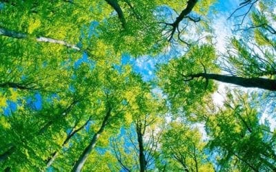 How to Identify Trees | Tree Care Tips