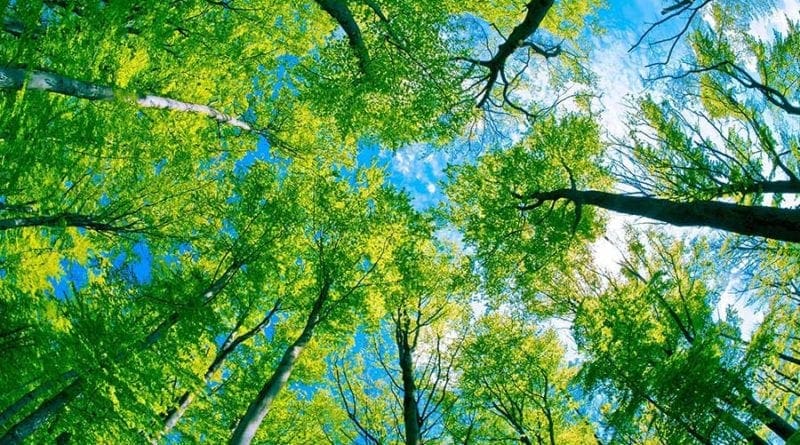 tree canopy, looking up