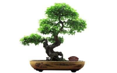 7 mini indoor trees to bring life to your desk | Well+Good