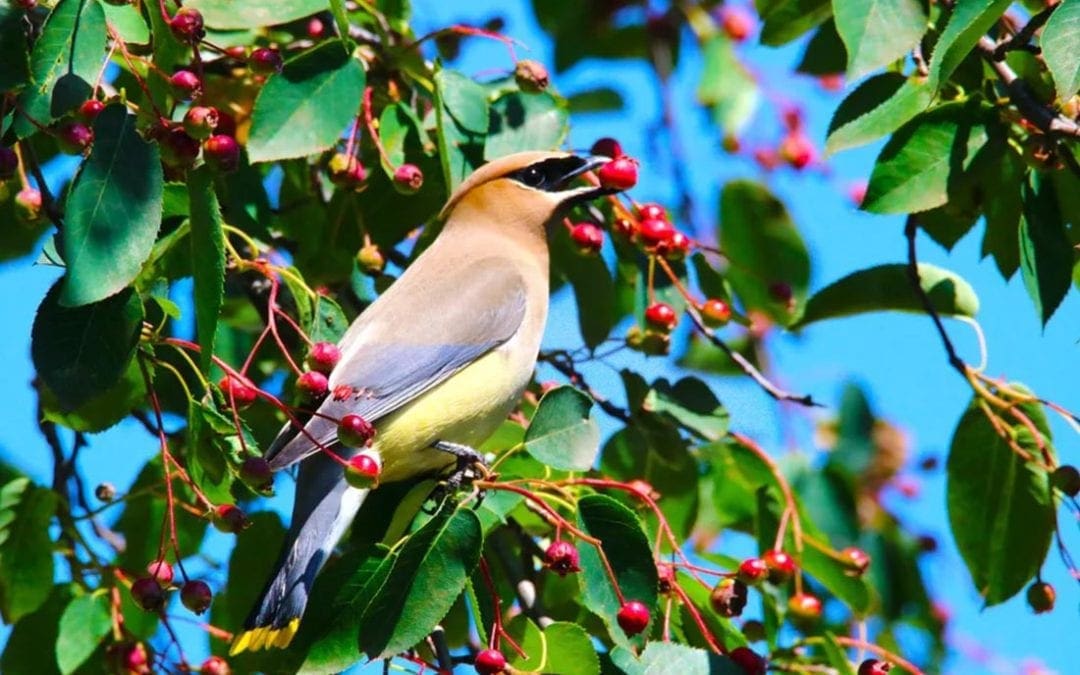 Plant a Wildlife Hedge Instead of Building a Fence | Treehugger