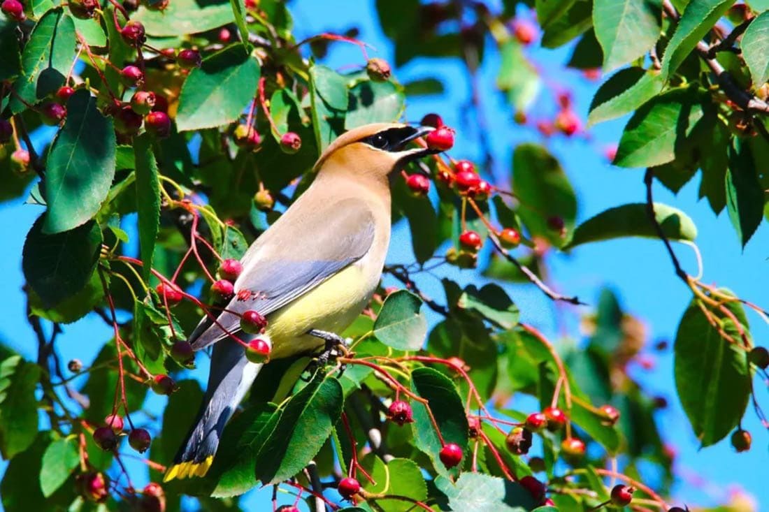 bird eating berries in a bush