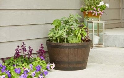 Growing Vegetables in Containers | Better Homes & Gardens