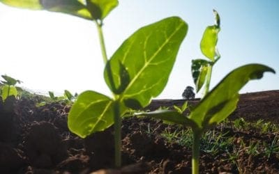 Tree Planting Season: Tips for the Best Success | Tree Care Tips