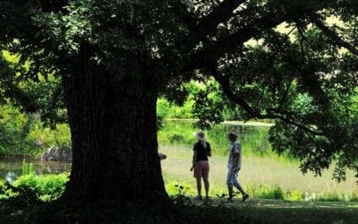 Trees can’t escape the extreme heat. But they do have some impressive coping mechanisms. – The Washington Post