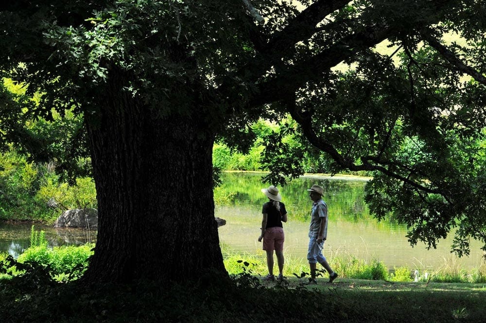 huge shade tree