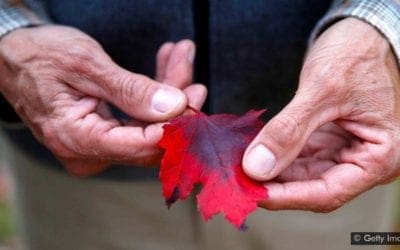 The best trees to reduce air pollution – BBC Future