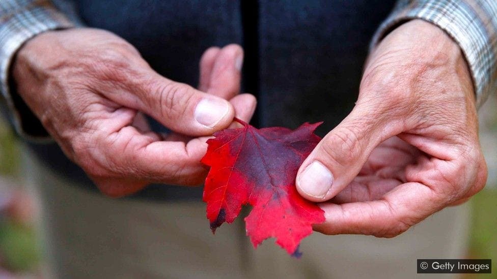 red tree leaf in a man's hands