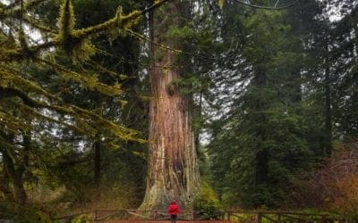 Get to Know North America’s Temperate Rainforests | Treehugger