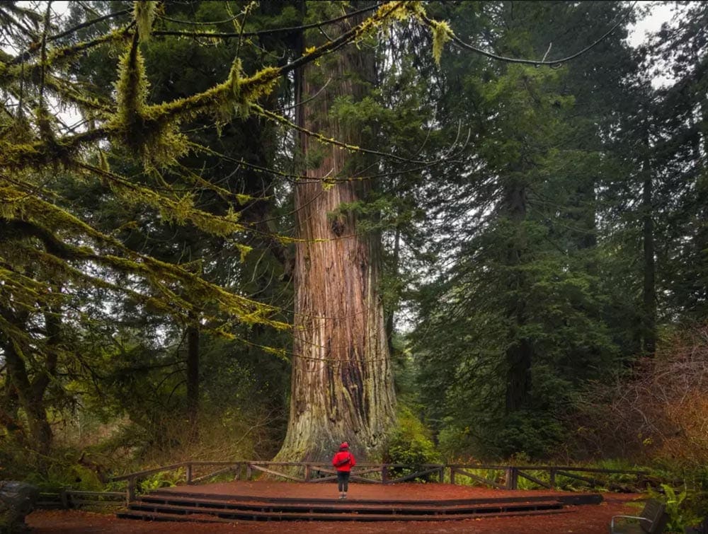 Coastal redwoods are a special part of temperate rain forests in the Pacific Northwest