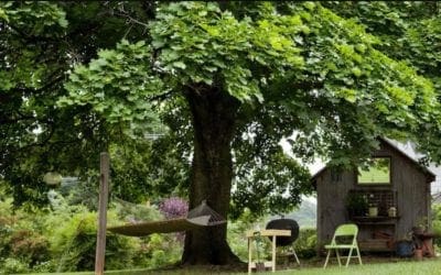 Nice Shades: 7 Fast Growing Shade Trees to Slash Your Electric Bill | Treehugger
