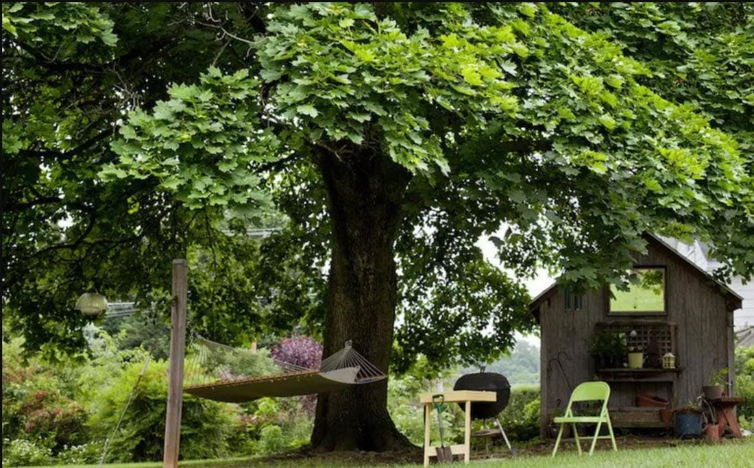 shade tree with swing