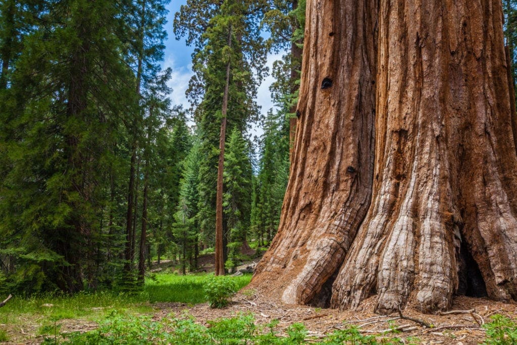 Mariposa grove