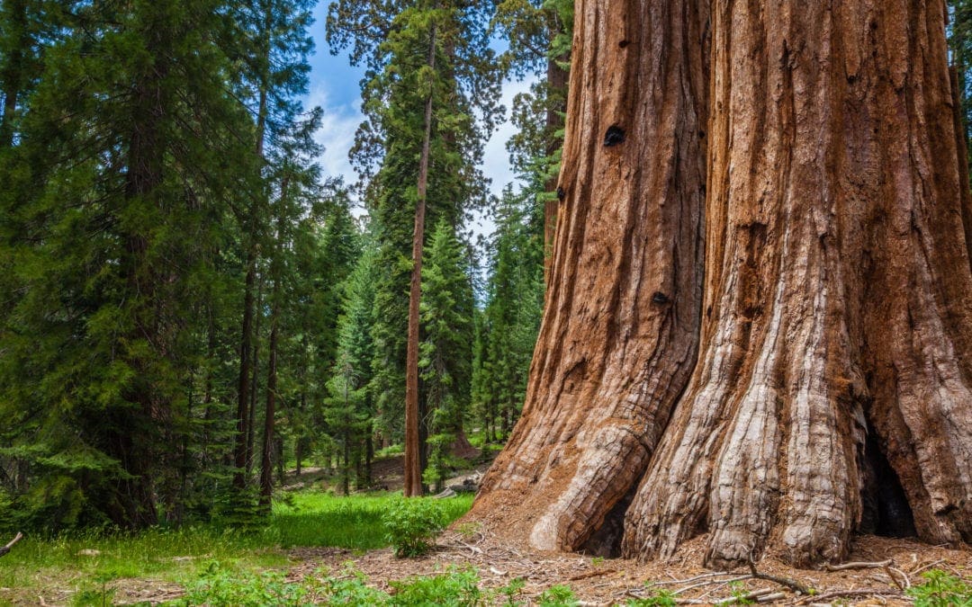 A 16-Million-Year-Old Tree Tells a Deep Story of the Passage of Time | Smithsonian