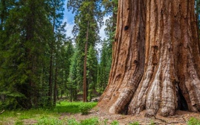 A 16-Million-Year-Old Tree Tells a Deep Story of the Passage of Time | Smithsonian