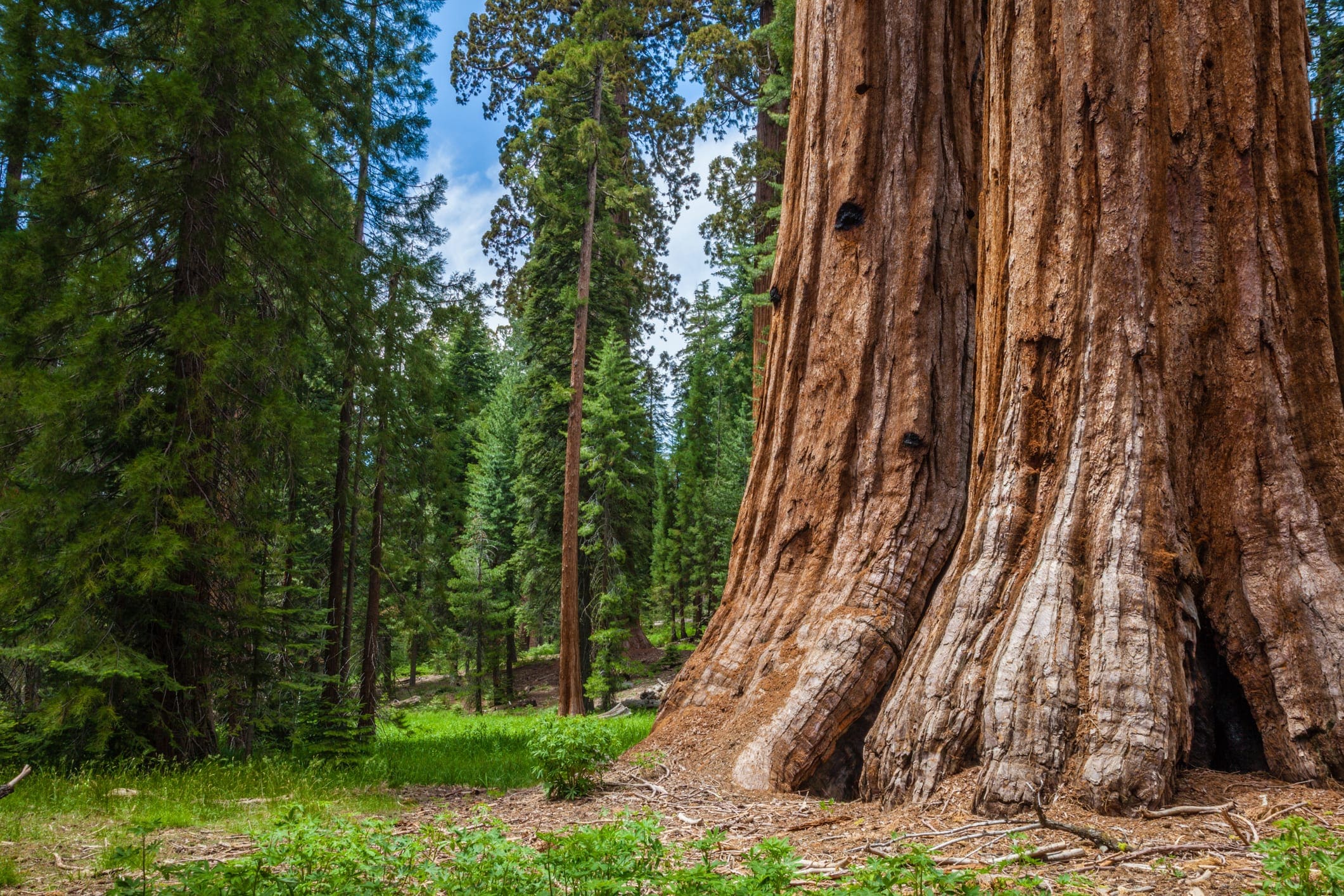 A 16-Million-Year-Old Tree Tells a Deep Story of the Passage of Time ...