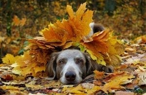 TurfMutt dog under pile of autumn leaves