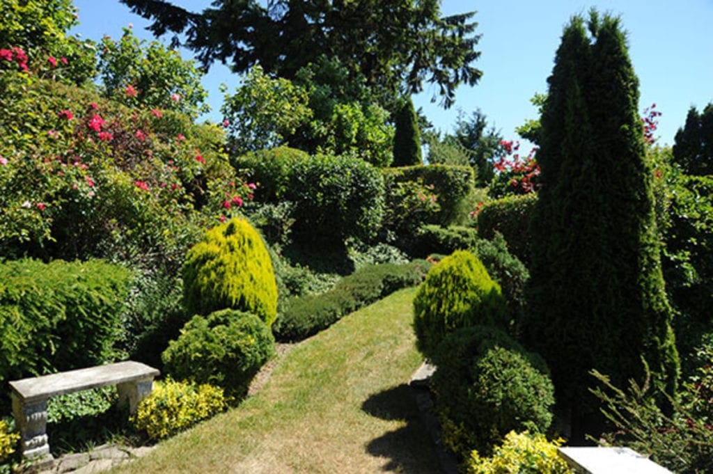 evergreens