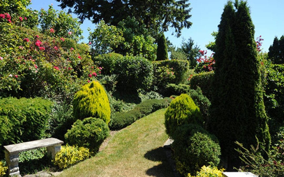 Tip of the Week: Summer Pruning of Evergreens – Horticulture