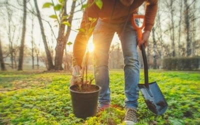 Applauding the World’s Tree Planters | Arbor Day Blog