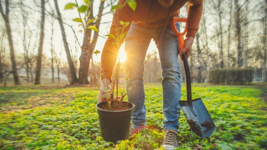 tree planter