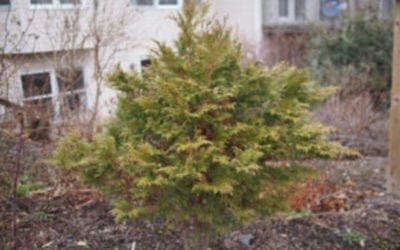 Atlantic White Cypress Offers a Range of Garden Options – Horticulture