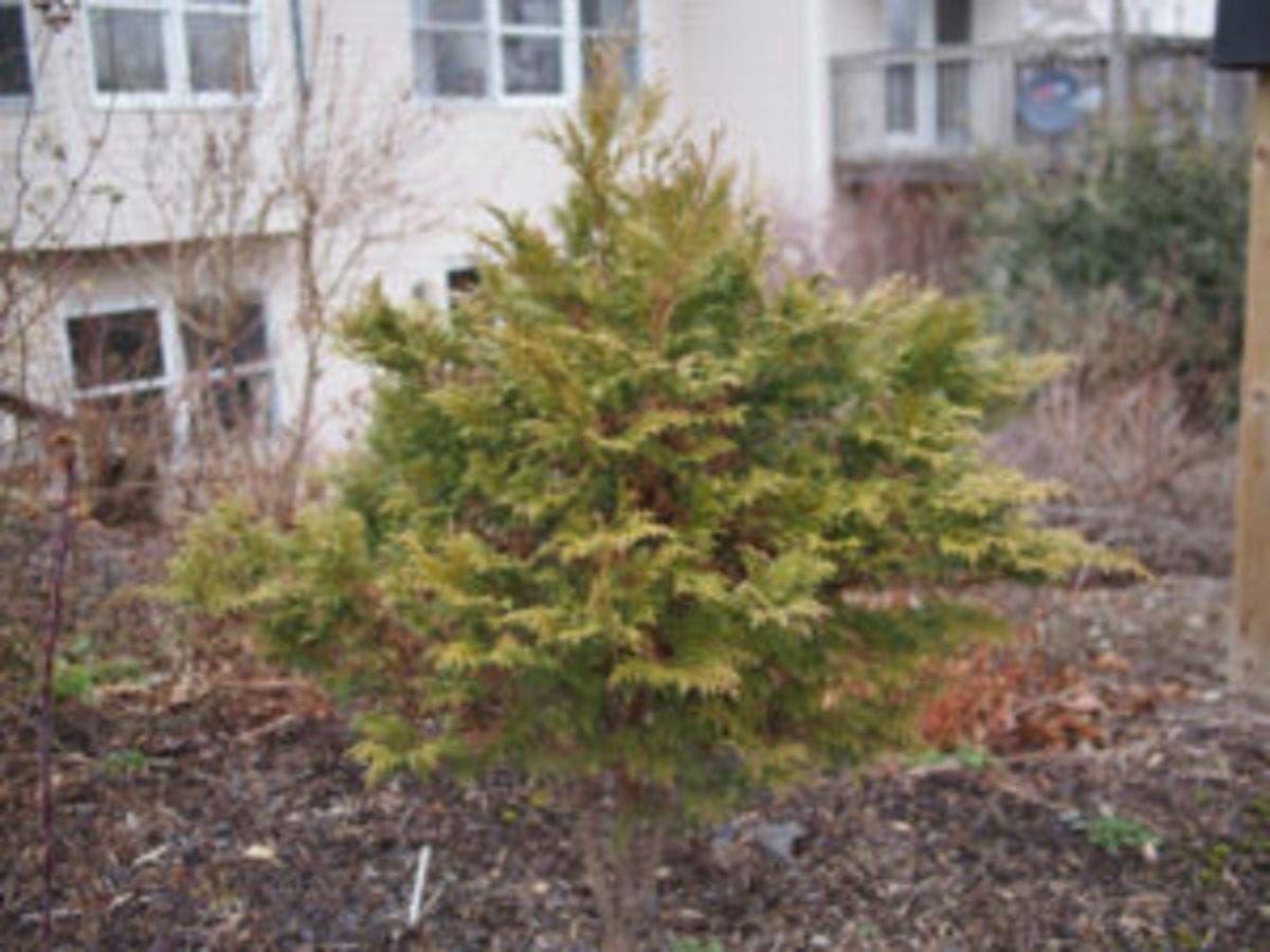 Atlantic white cypress