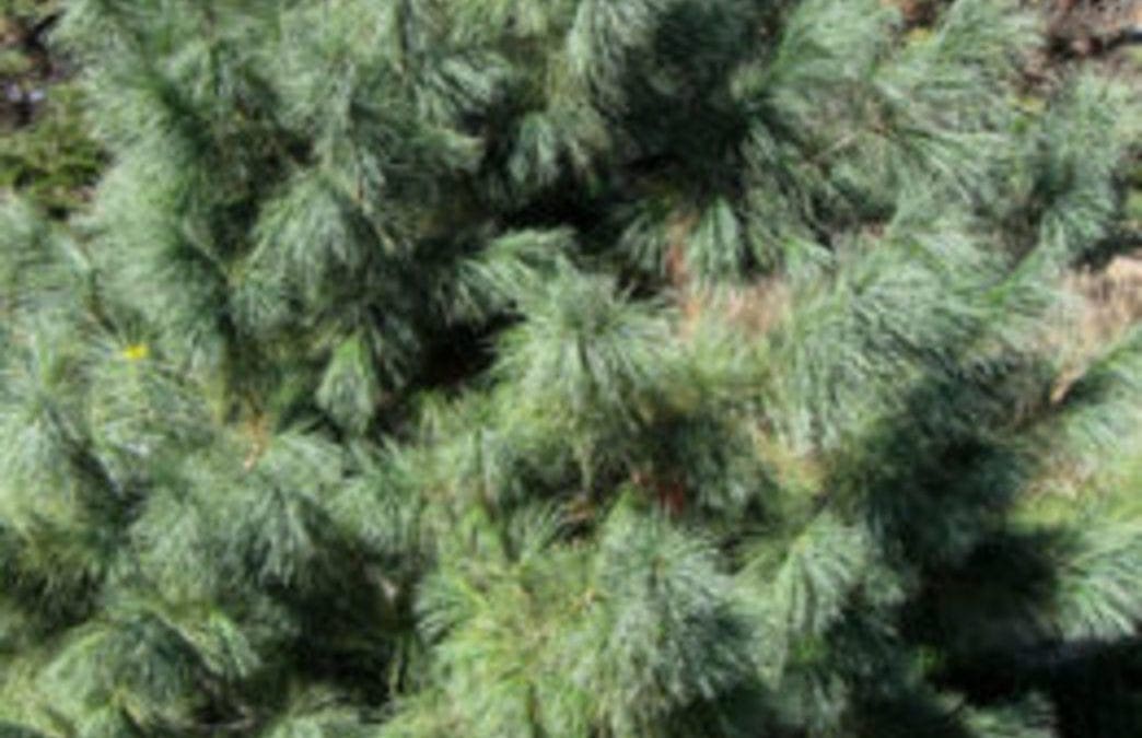 Domingo Pine Is a Rugged Blue Evergreen – Horticulture
