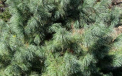 Domingo Pine Is a Rugged Blue Evergreen – Horticulture