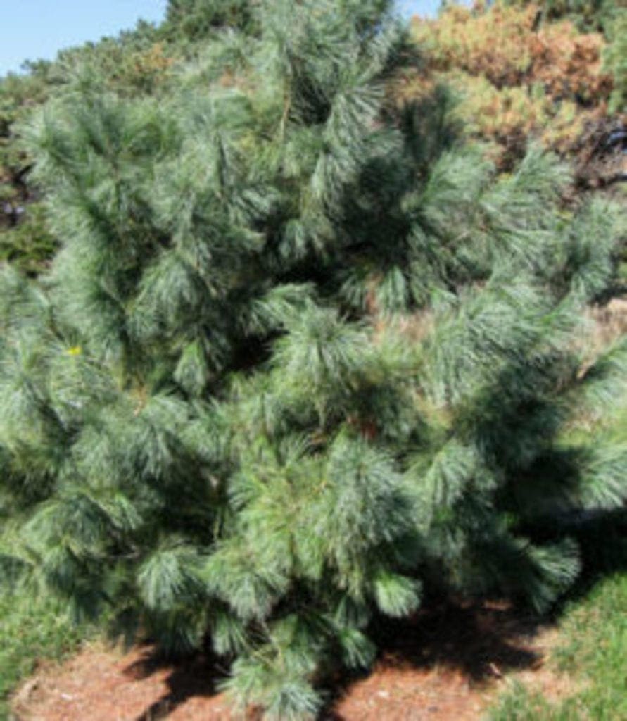 domingo pine