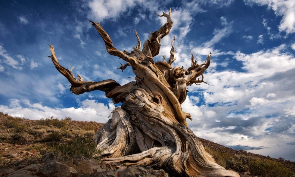 the-methuselah-tree-and-the-secrets-of-earth-s-oldest-organisms-the