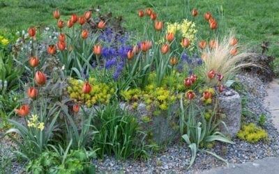 Tips on Buying Bulbs for Fall Planting – The New York Times