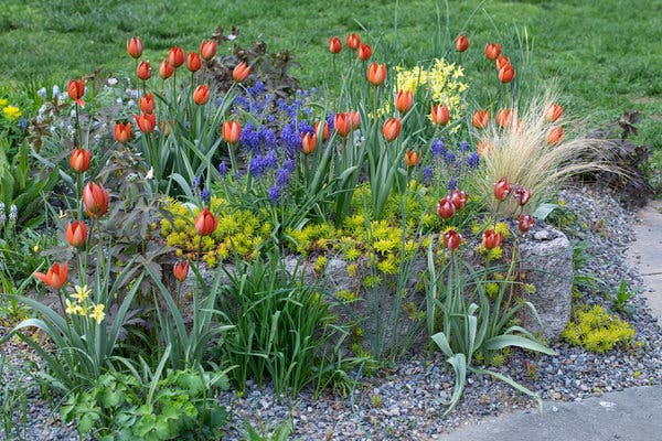 A trough at Chanticleer spills over with color, including bronze Tulipa whittallii, blue Muscari armeniacum and an underplanting of gold Sedum rupestre Angelina.