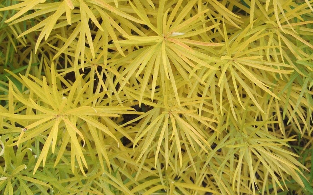 6 Perennials with Beautiful Fall Foliage | Better Homes & Gardens