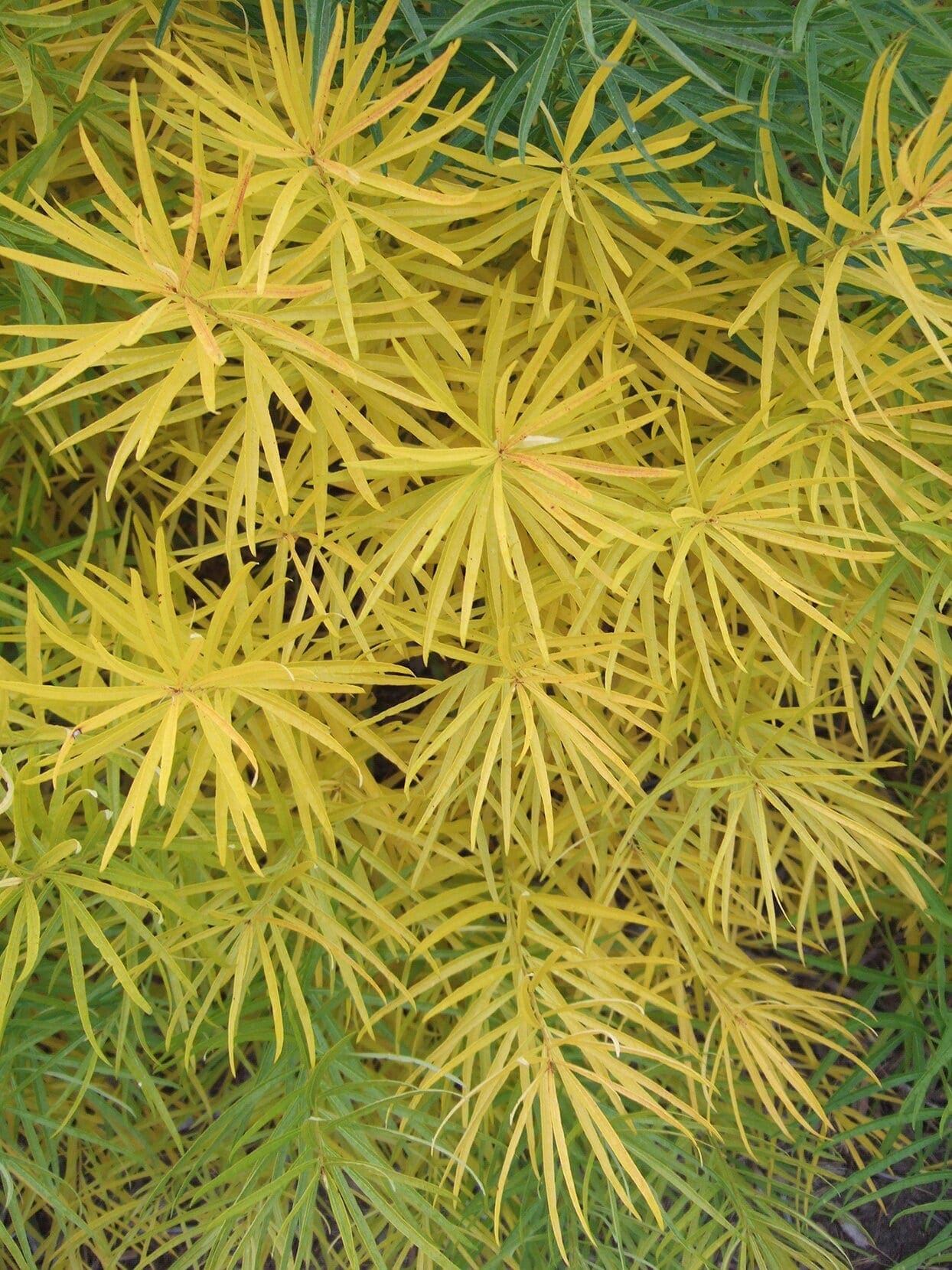 perennial