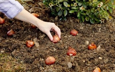 Which Plants to Start Growing in Fall | Better Homes & Gardens