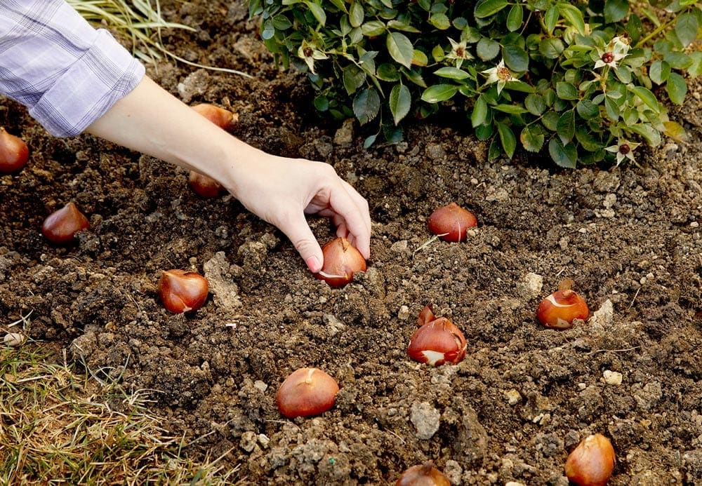 planting bulbs in the soil