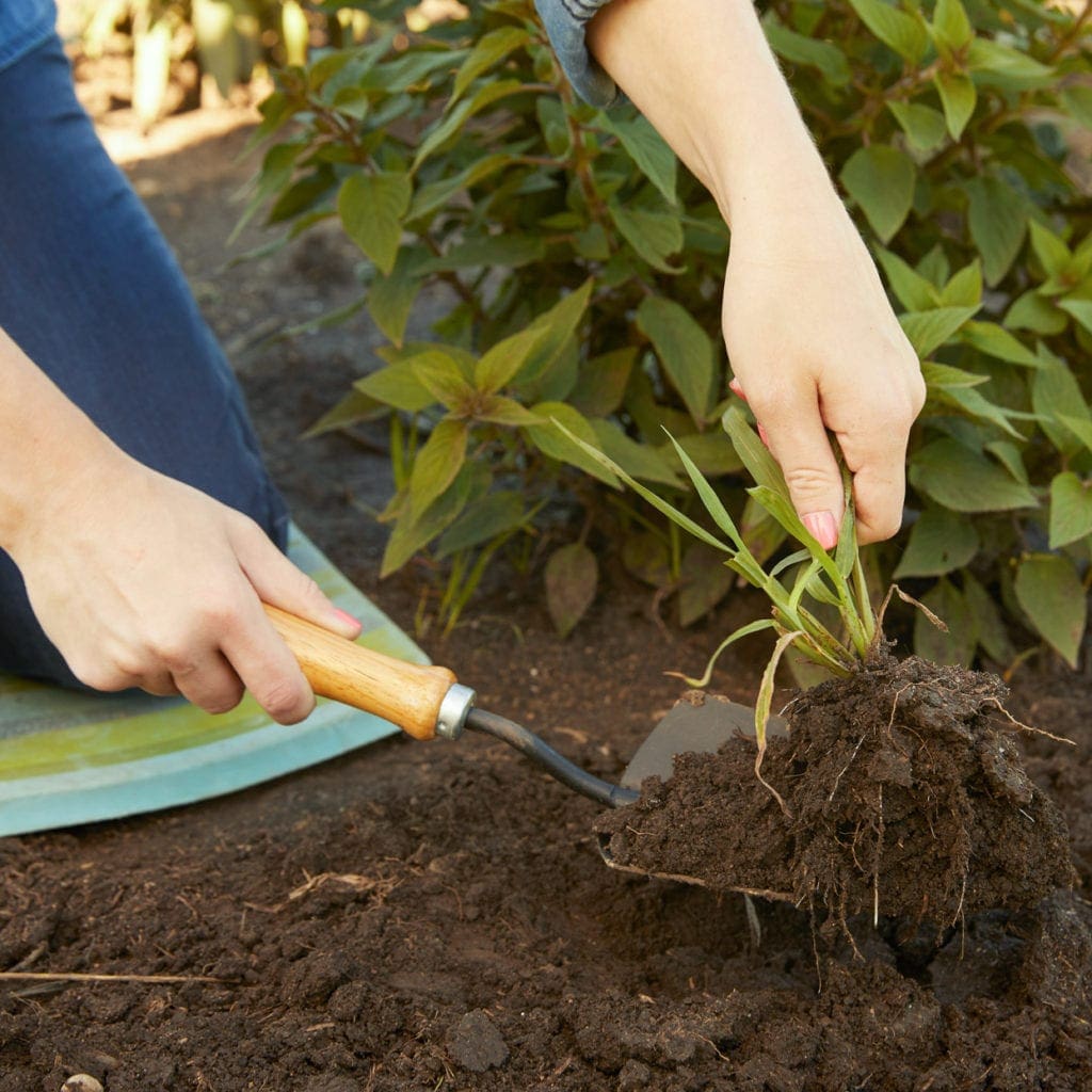 removing crabgrass