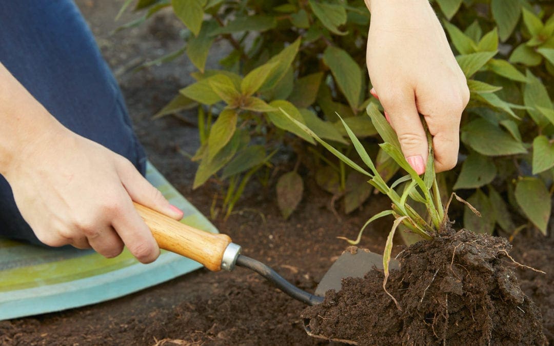 Fall Garden Checklist | Better Homes & Gardens