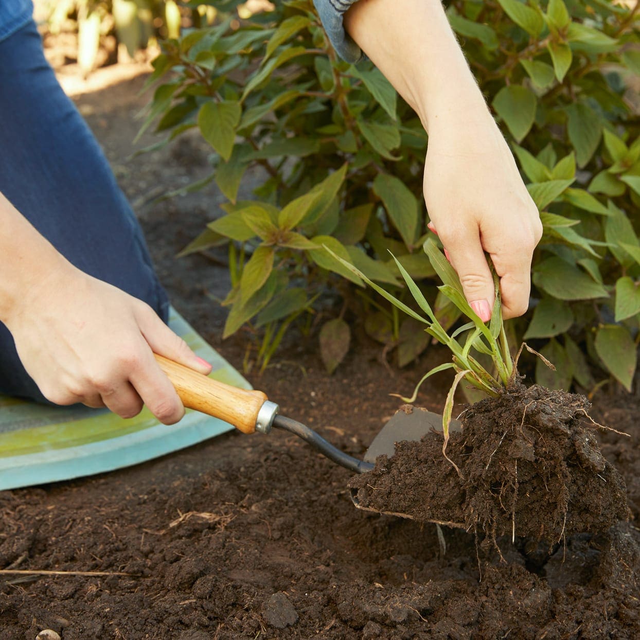 removing crabgrass