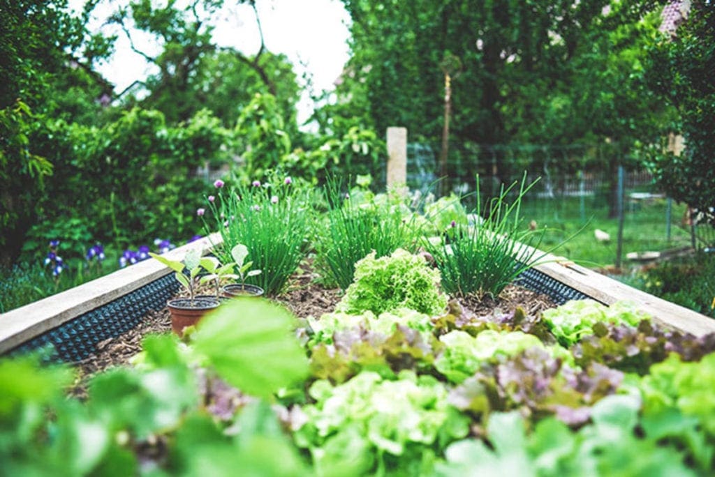 garden