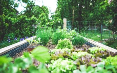 Five Steps to Reduce Weeds in the Garden – Horticulture