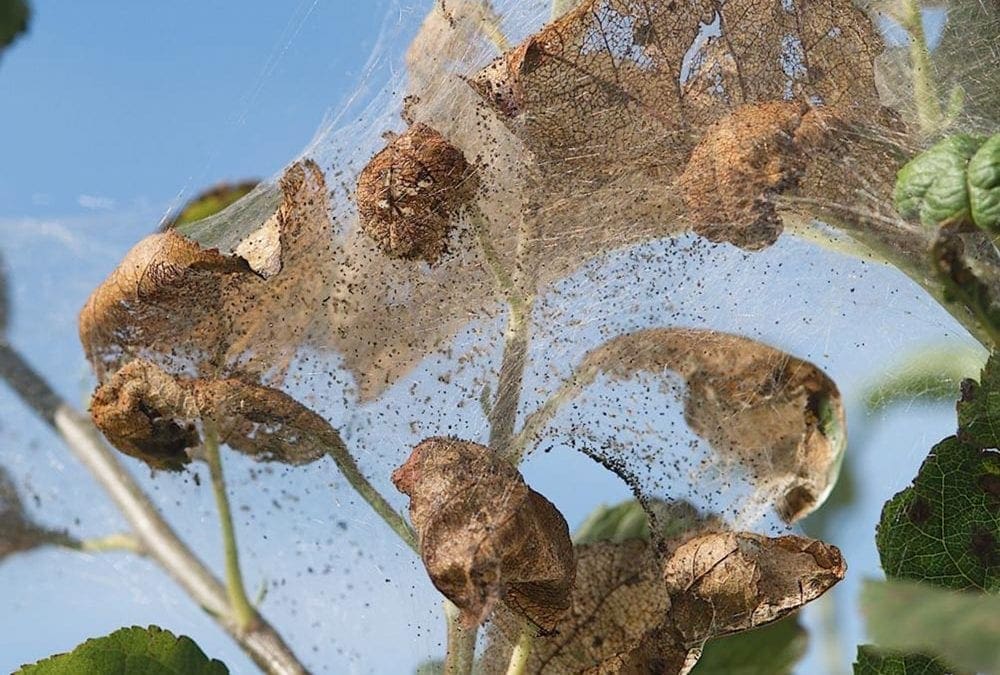 How to Stop Fall Webworms Organically | Better Homes & Gardens