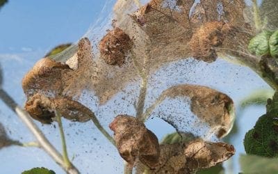 How to Stop Fall Webworms Organically | Better Homes & Gardens